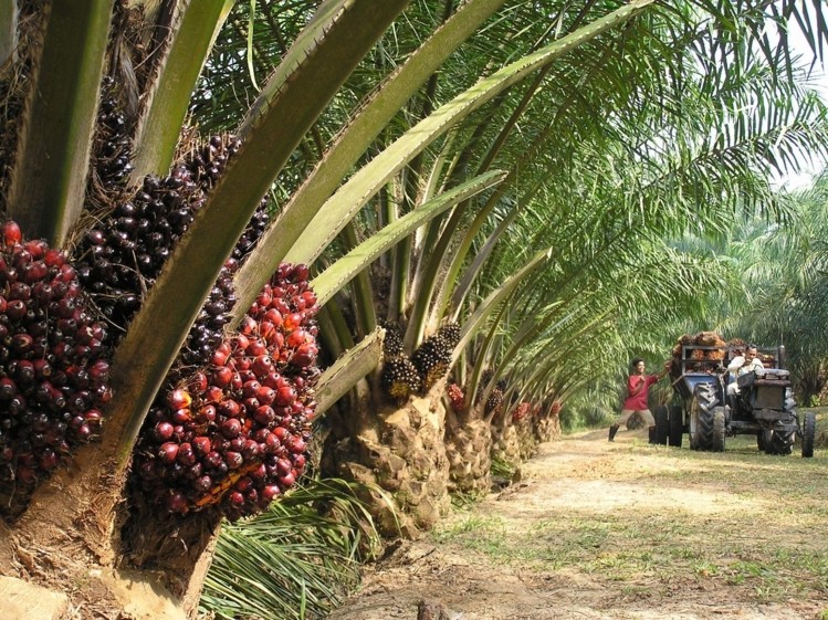 Crude Palm Oil doing a Double Top