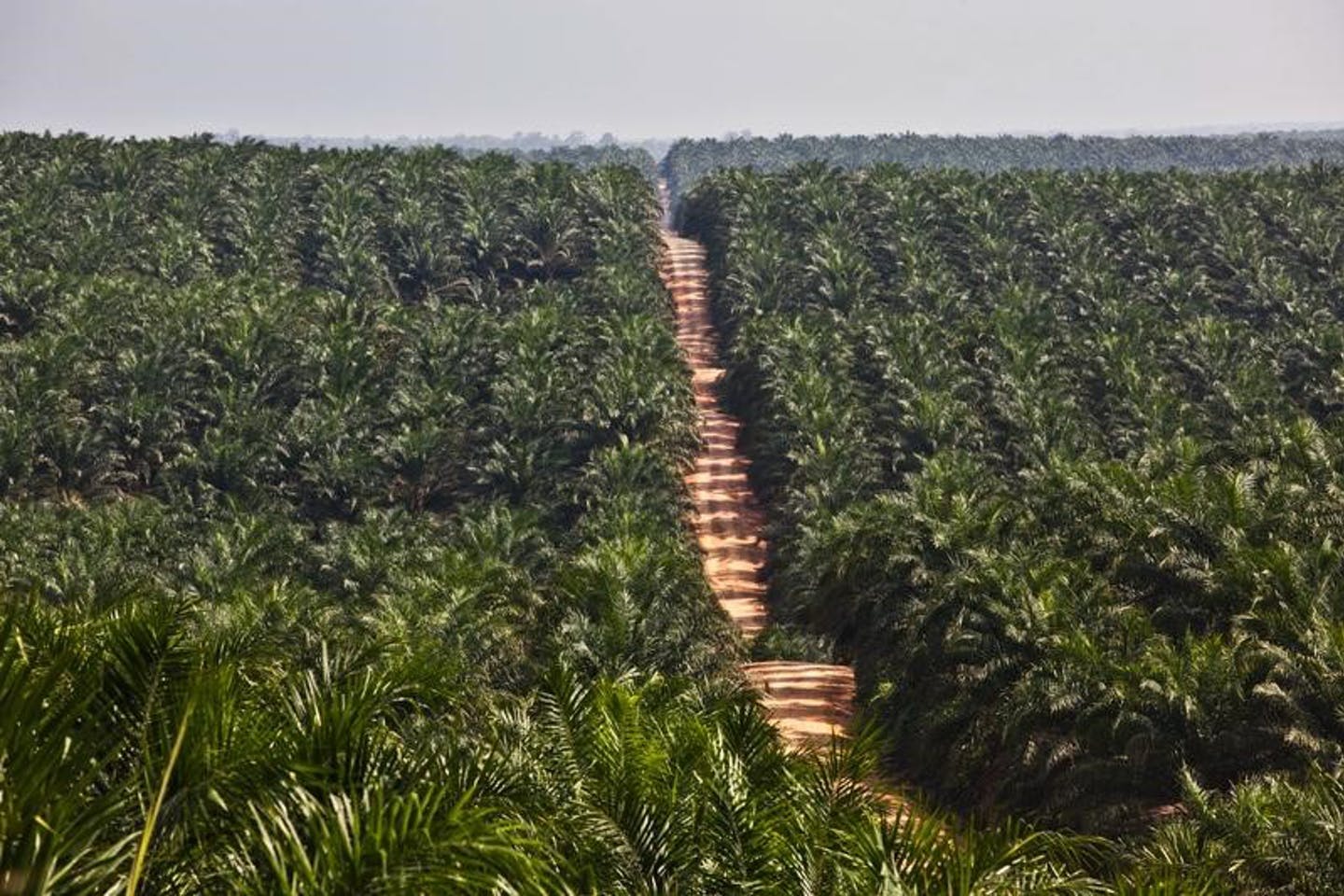 KGI: First Resources (FR SP): Palm oil prices are near all-time highs again