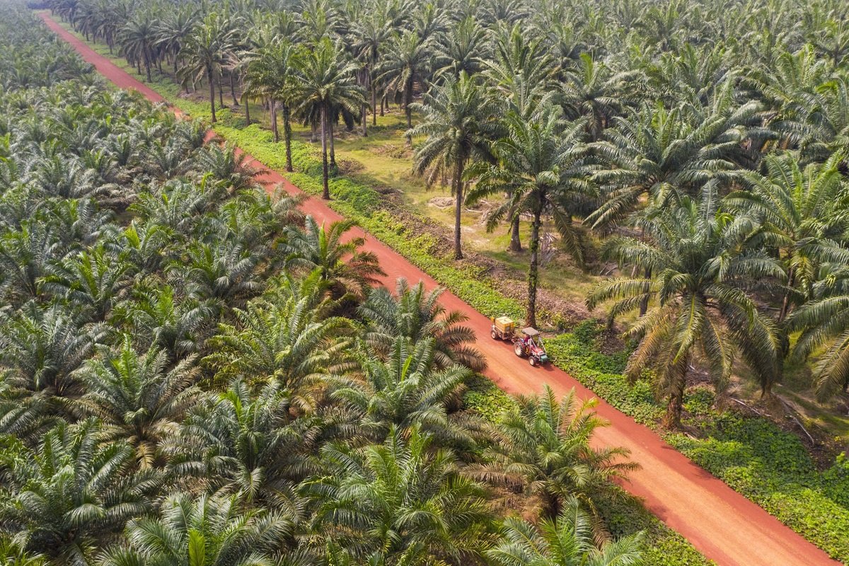 Edge: Indonesia ‘clearly’ did not benefit from palm oil export ban, prices correct 28% after lifting: UOBKH