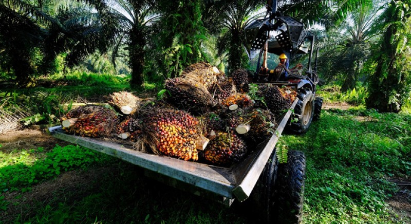 CIMB neutral about Palm Oil prices after Indonesia raised biodiesel mandate to 35%. What are the impacts to Wilmar and KL Kepong and what are Indonesia possible moves ahead?